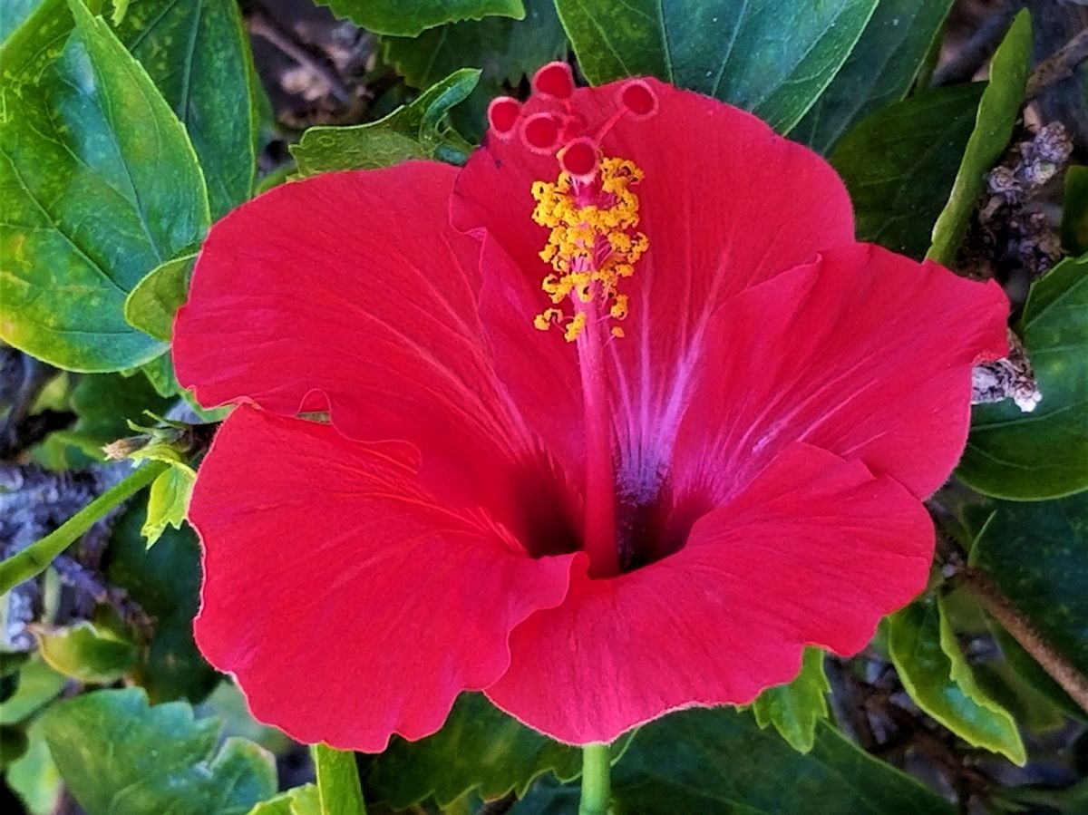 Hibiscus marais