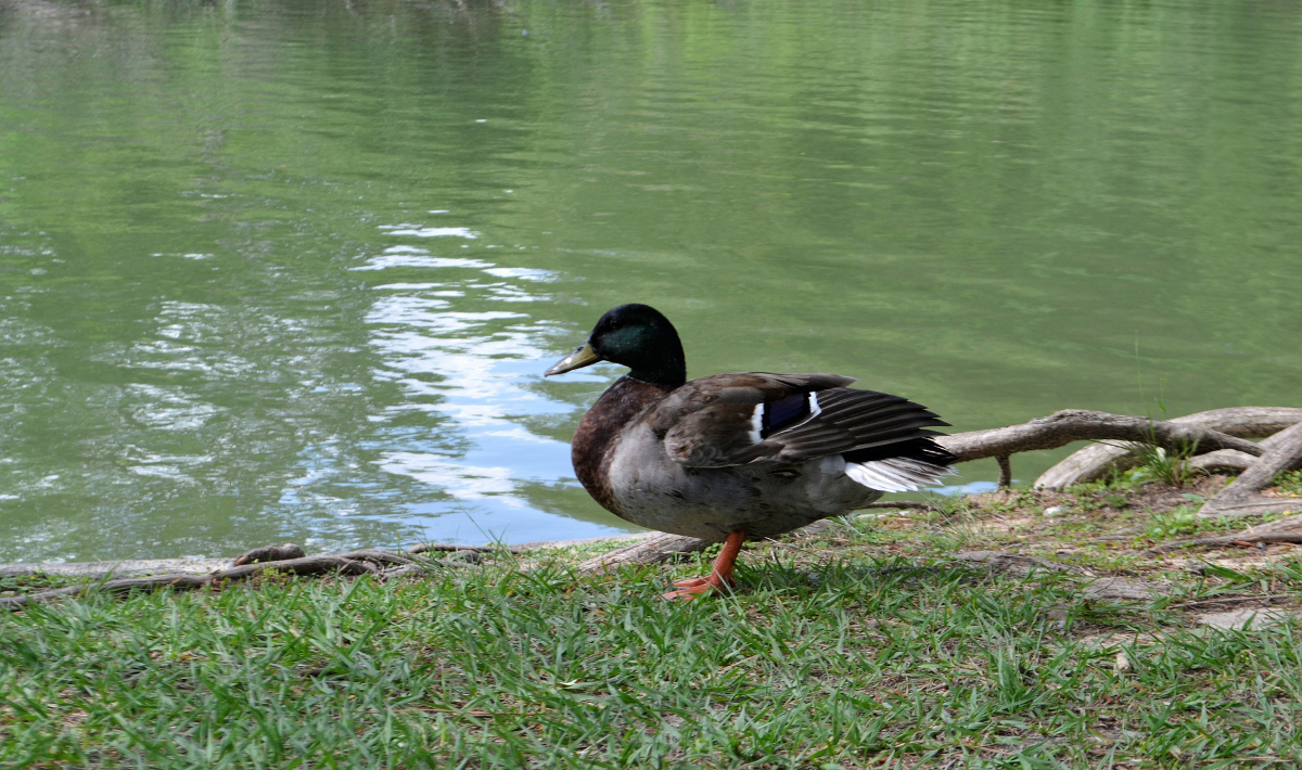 bassin canard