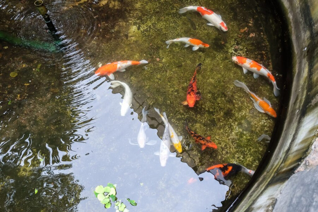 carpes koi