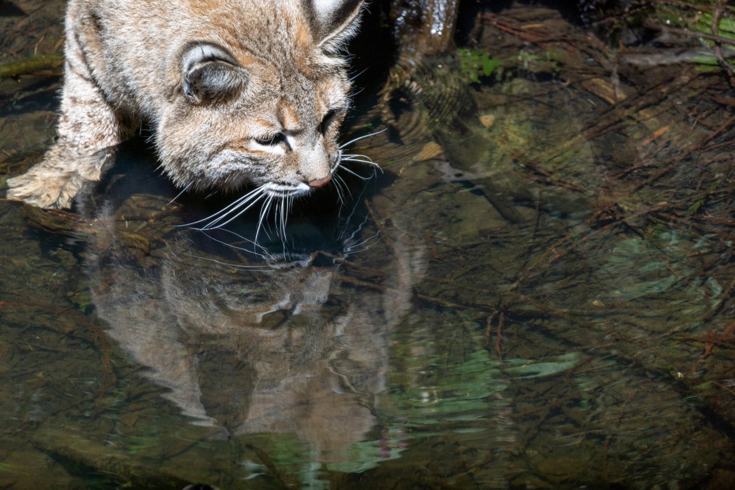 le chat pêcheur