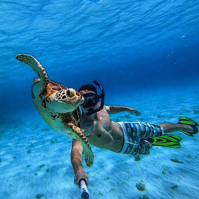 plongée en groupe avec tortue